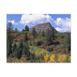 Aspens, Colorado Rockies Postcard