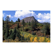 Aspens, Colorado Rockies posters