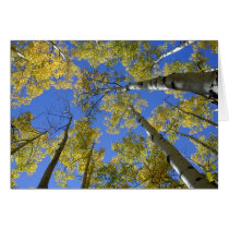 Aspens from Below III card