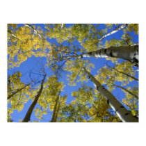Aspens from Below print