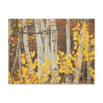 Aspens in Autumn postcards by cshphotos Aspens in Autumn postcards