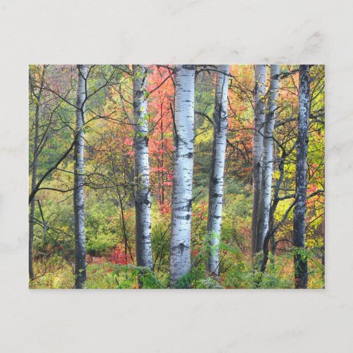 Aspens in Autumn postcard