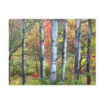 Aspens in Autumn Postcard