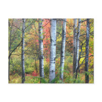 Aspens in Autumn Postcard