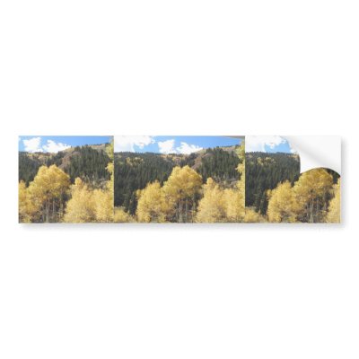 Aspens In Fall, On Shultz Pass Road Near Flagstaff Bumper Stickers by animalpark