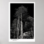 Aspens in the afternoon light posters