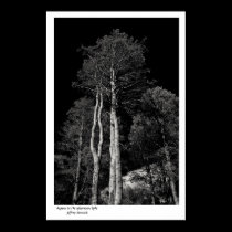 Aspens in the afternoon light posters