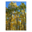 Aspens in the Fall cards