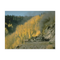 Aspens in the fall contrast with No. 489 near Coxo Post Cards