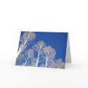 Aspens in Winter cards by TranquilityPhoto Aspens in Winter cards