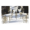 Aspens on Rolling Hills Yellowstone National Park posters by JPKWILD Aspens on Rolling Hills Yellowstone National Park posters