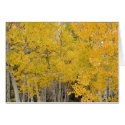 Aspens on the Colorado Trail cards by ctg_foto Aspens on the Colorado Trail cards