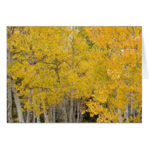 Aspens on the Colorado Trail cards by ctg_foto Aspens on the Colorado Trail cards