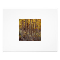 Aspens Photo
