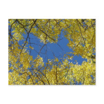 Aspens Postcard by blinhart Aspens Postcard