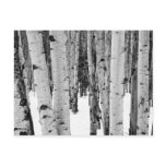 Aspens Post Cards