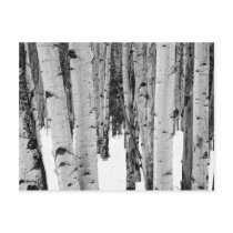 Aspens Post Cards