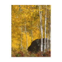 Aspens postcards by bluerabbit Aspens postcards
