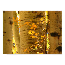 Aspens Up Close posters by sedanistudio Aspens Up Close posters