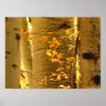 Aspens Up Close Poster