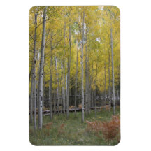 Aspen's yellow glow magnets
