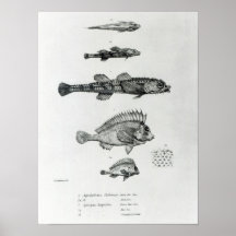 Aspidophorus Chiloensis and Agriopus Hispidus Posters