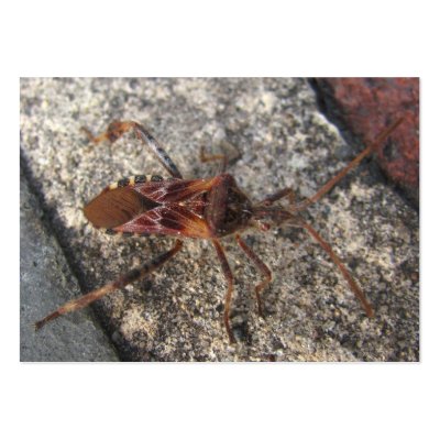 Assasin bug ~ ATC Business Card Templates by Andy2302
