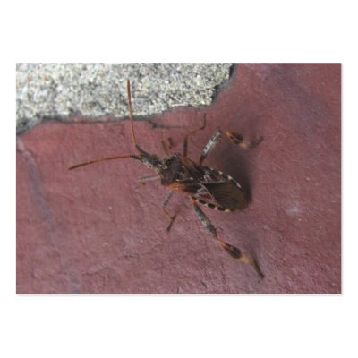 Assassin bug 134 ~ ATC Business Cards by Andy2302