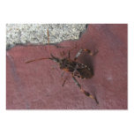 Assassin bug 134 ~ ATC Business Cards
