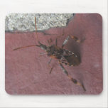 Assassin bug 134 ~ mousepad