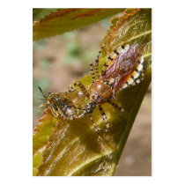 Assassin bug  ~ ATC Business Card