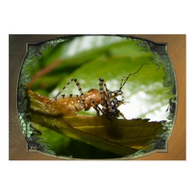 Assassin bug  ~ ATC Business Card by Andy2302