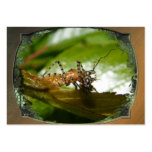 Assassin bug  ~ ATC Business Card
