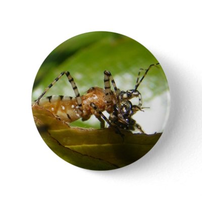 Assassin bug ~ button by Andy2302