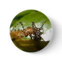 Assassin bug ~ button