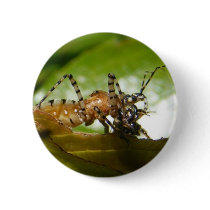 Assassin bug ~ button by Andy2302 Assassin bug ~ button