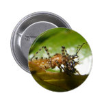 Assassin bug ~ button