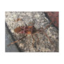Assassin Bug ~ postcard