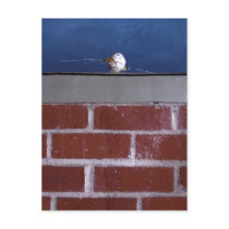 "Assassination of Humpty Dumpty" Postcard by CH
