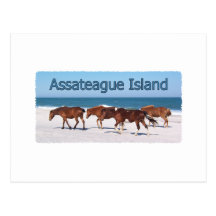 Assateague Island (ponies on beach logo) Postcard