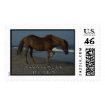 Assateague Wild Horse 1 Stamp