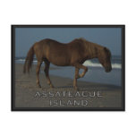 Assateague Wild Horses 1 Postcard