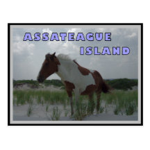 Assateague Wild Horses 2 Postcard