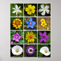 Assorted Flower's Poster