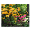 Assorted Northern Lights Azaleas posters