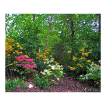 Assorted Northern Lights Azaleas posters by Mike144mann Assorted Northern Lights Azaleas posters