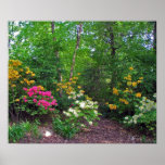 Assorted Northern Lights Azaleas posters