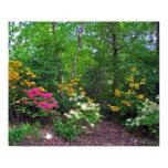 garden, flower, azaleas, flora, plants