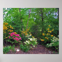 Assorted Northern Lights Azaleas Print