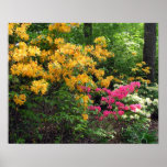 Assorted Northern Lights Azaleas posters